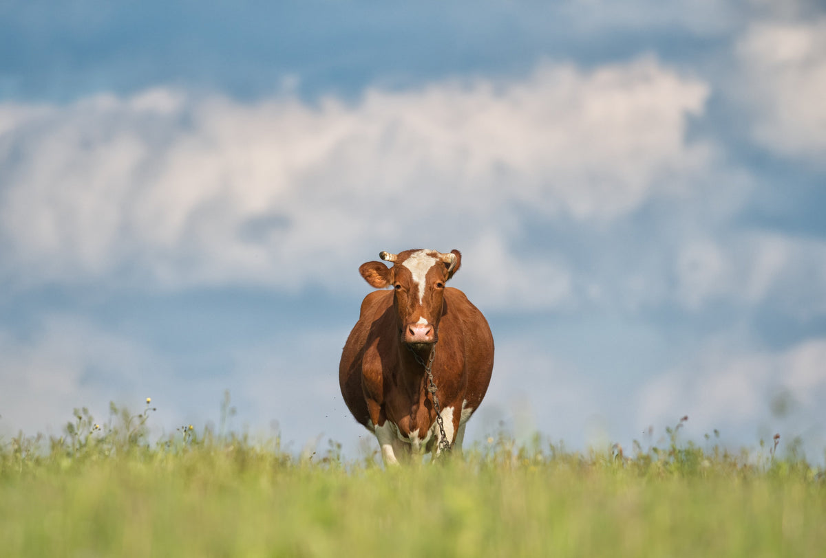 Is Beef Tallow Good for Your Face? Let's take a look at the current trend.