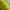 A row of light green taper candles arranged closely together.